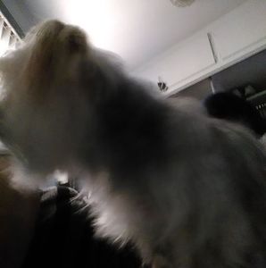 Meet your Posher, Tiny